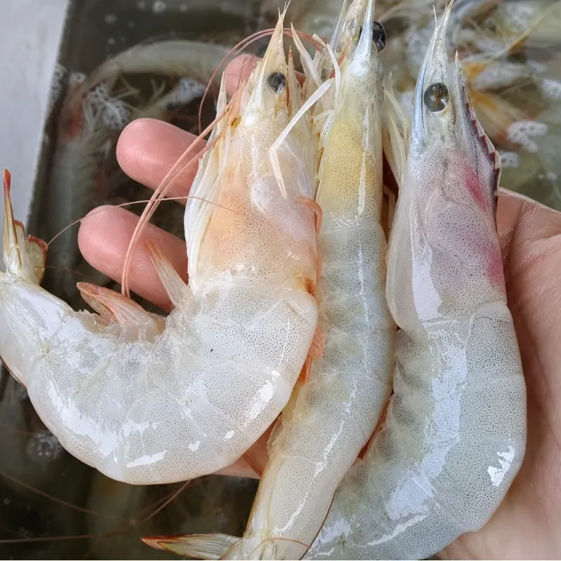Various Shrimp